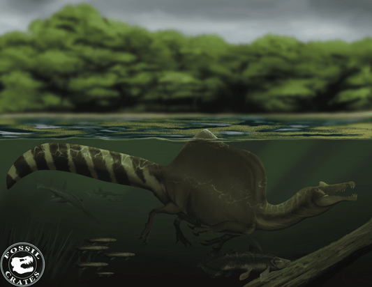 Spinosaurus! - Fossil Crates