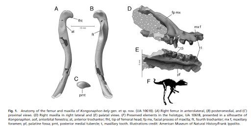 Tiny Bug Slayer! Kongonaphon kely, a new dinosaur cousin from the Triassic of Madagascar - Fossil Crates