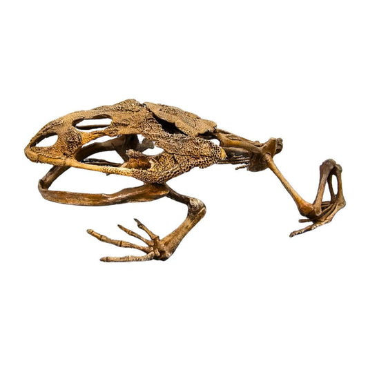 Beelzebufo Skeleton Cast Left Side Angle