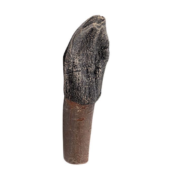 Camarasaurus Tooth Cast