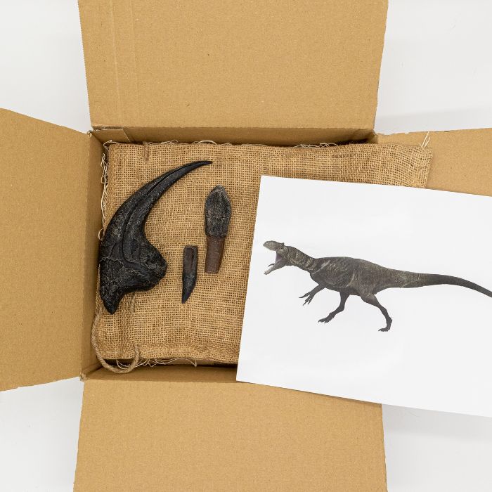 Classic Jurassic Standard Crate: Allosaurus hand claw cast, Dilophosaurus tooth cast, Camarasaurus tooth cast