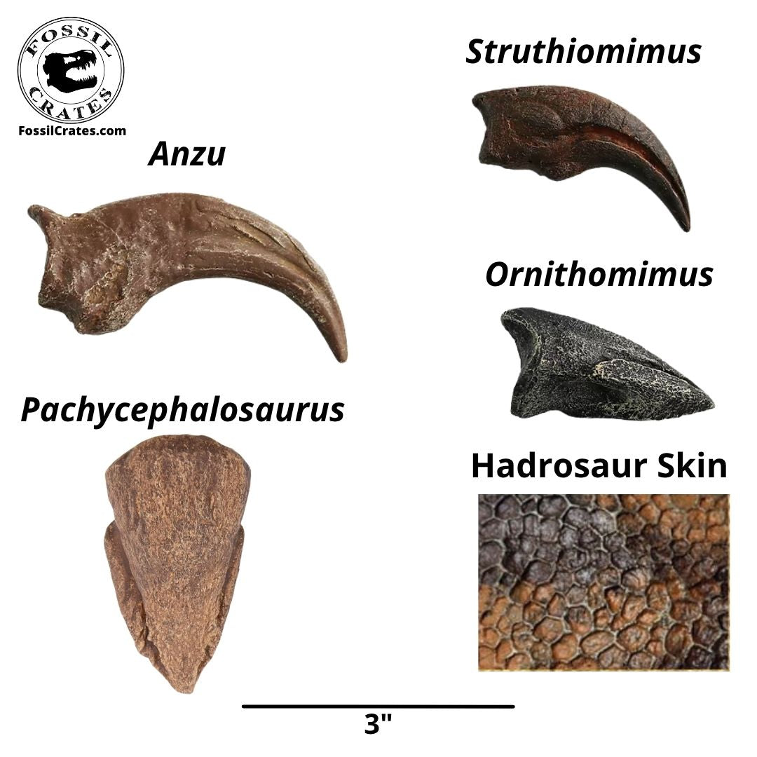 Cretaceous Critters Claws