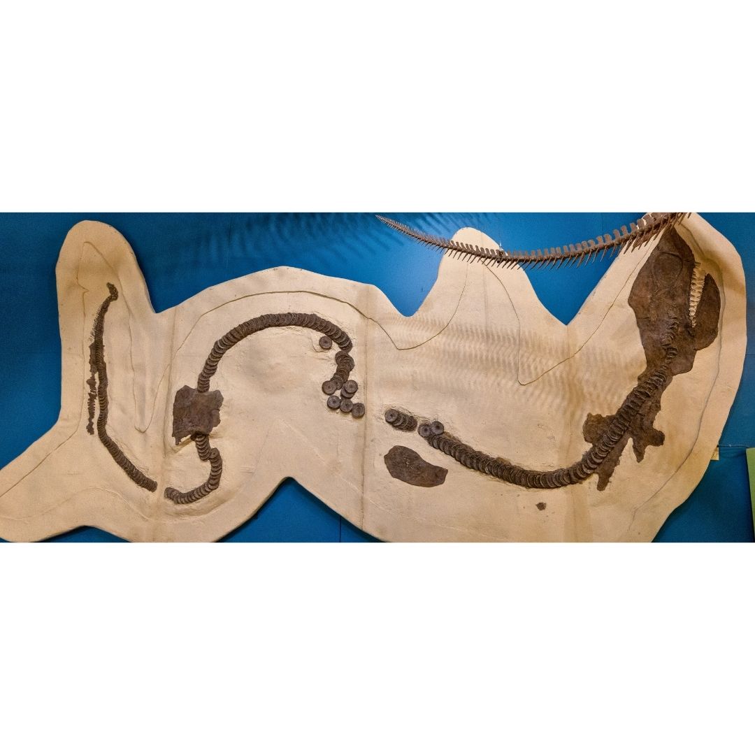 Cretoxyrhina Cast for sale by Fossil Crates