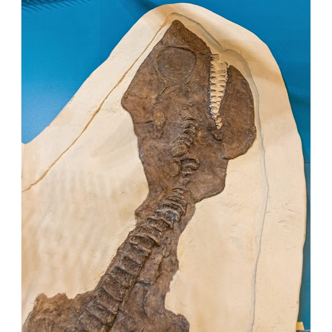 Cretoxyrhina Cast for sale by Fossil Crates