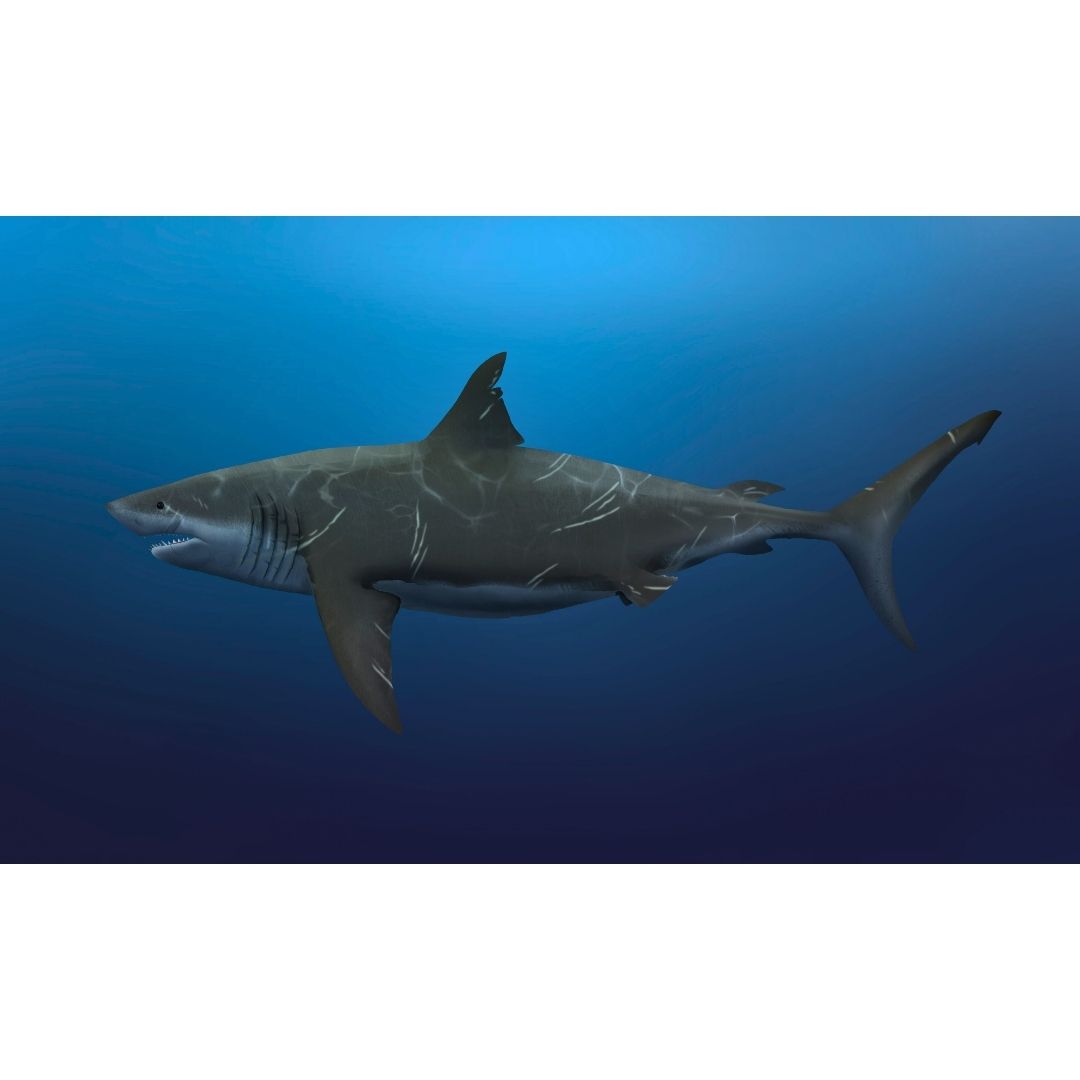 Cretoxyrhina