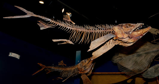 Enchodus Skeleton Cast: Saber-toothed Fish of the Cretaceous Seas