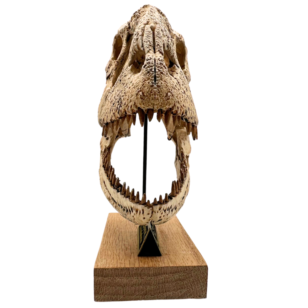 Majungasaurus Scaled Skull Front View