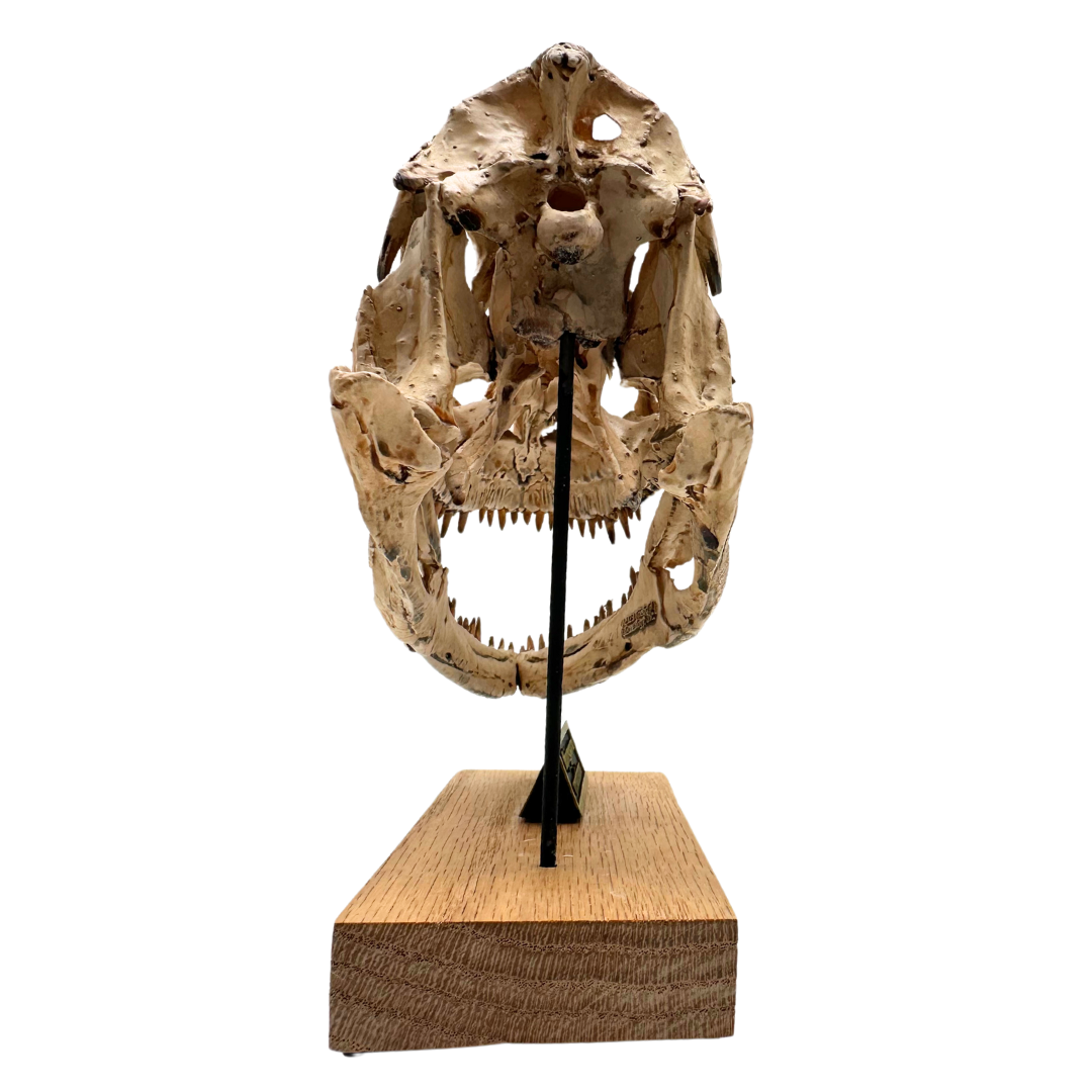 Majungasaurus Scaled Skull Back View