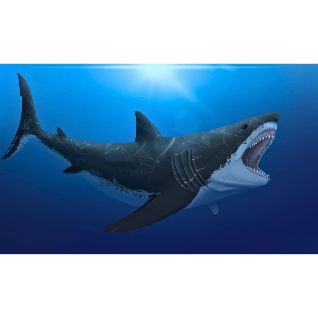 Otodus megalodon Jaw Cast
