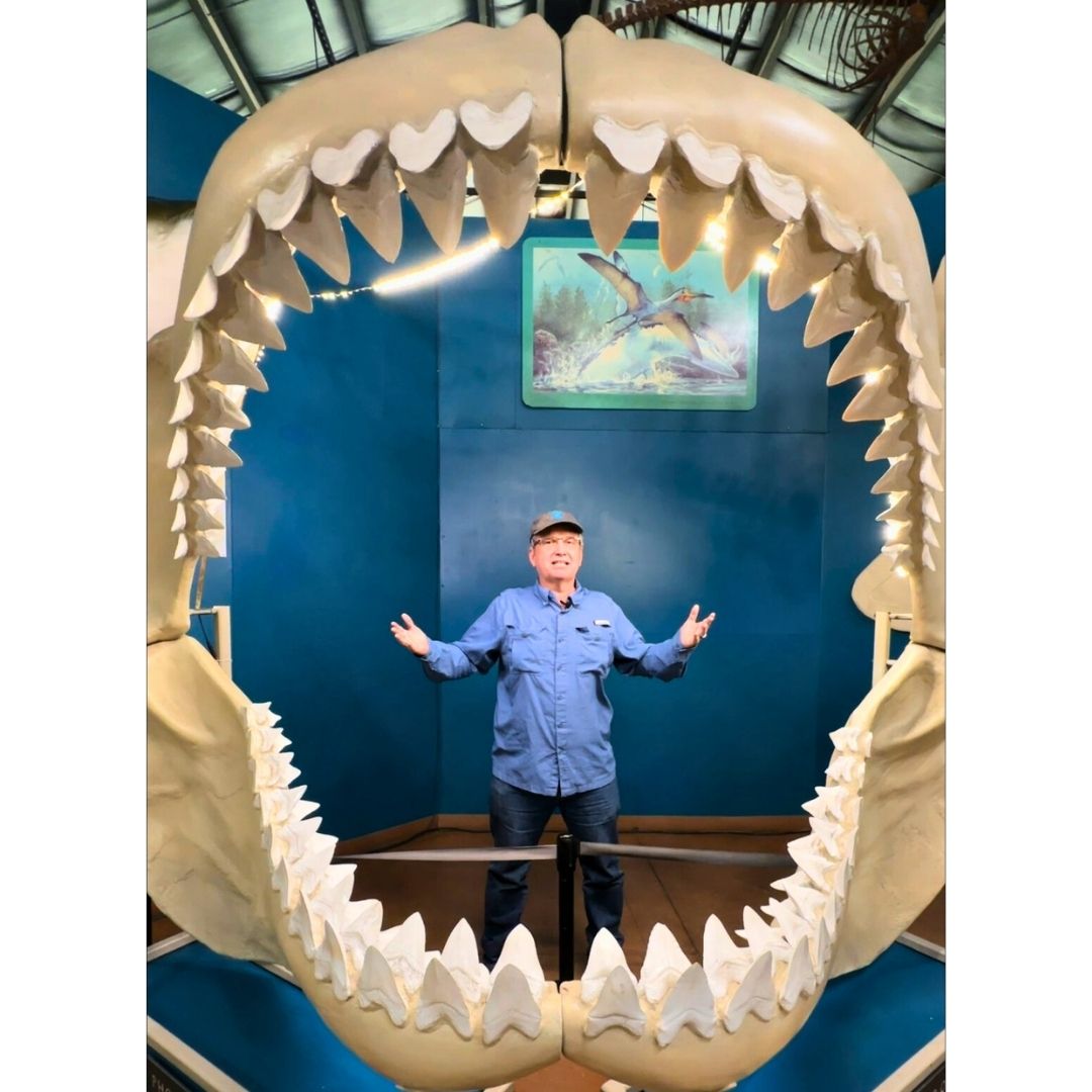 Megalodon Jaw Cast for sale by Fossil Crates