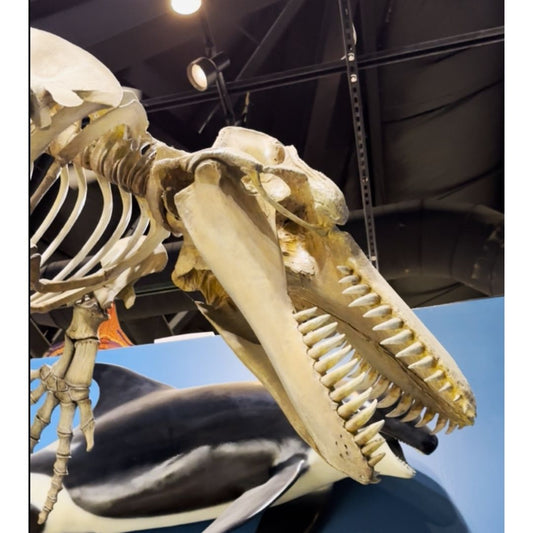 Orcinus orca Skull Cast for Sale by Fossil Crates