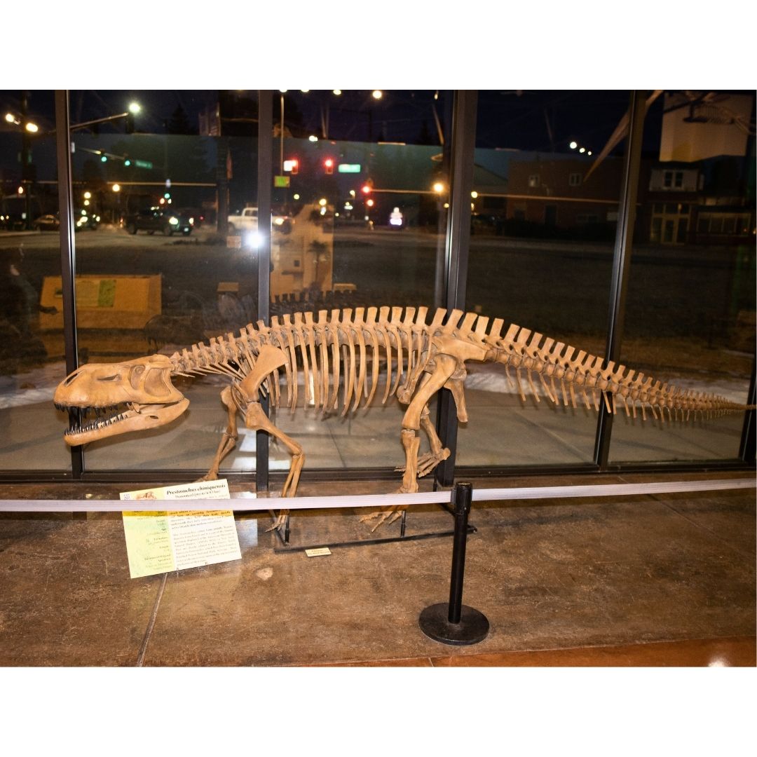 Prestosuchus Skeleton for Sale by Fossil Crates