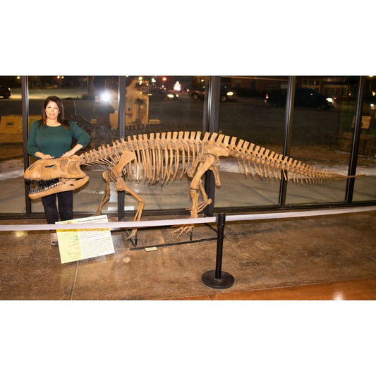 Prestosuchus Skeleton for Sale by Fossil Crates