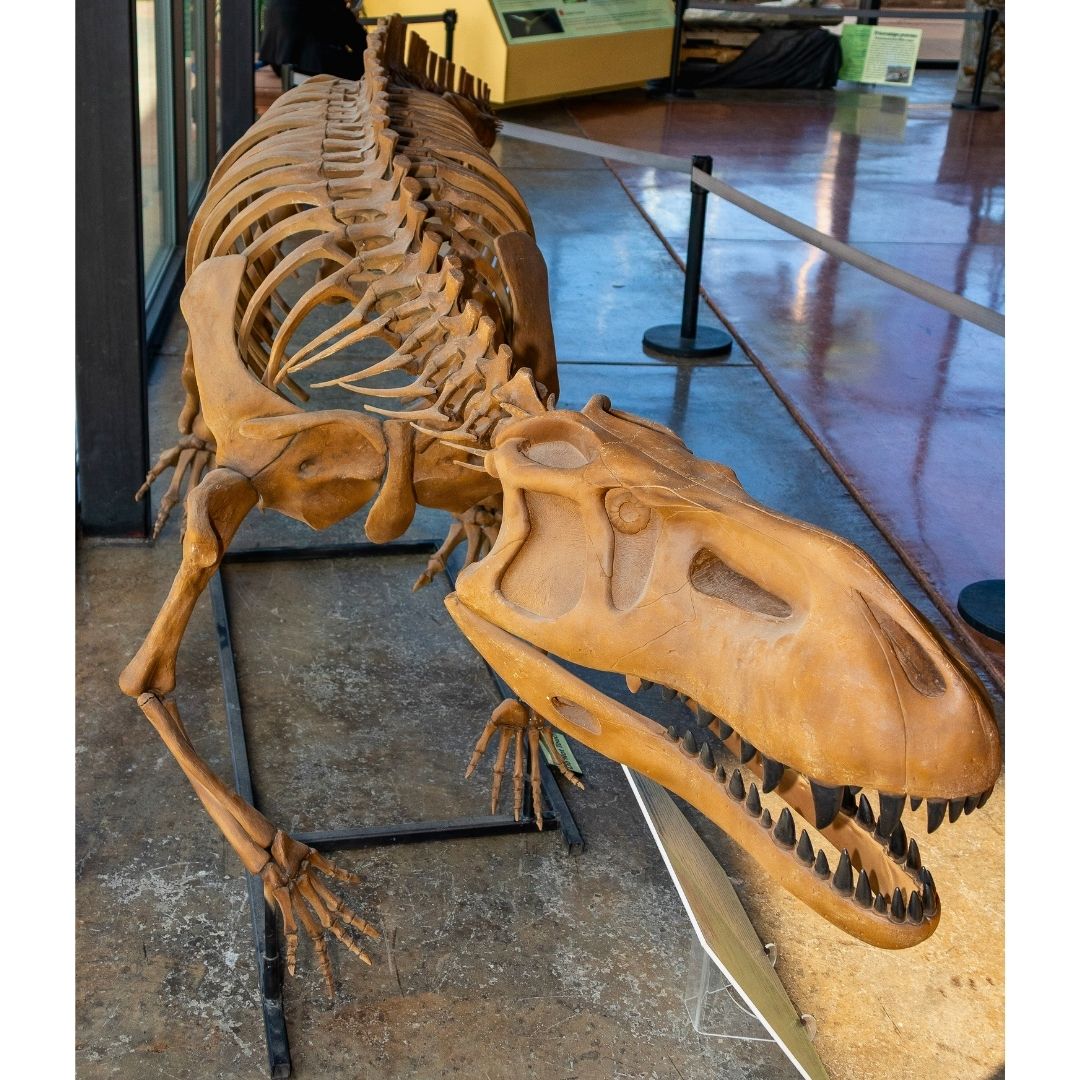 Prestosuchus Skeleton for Sale by Fossil Crates