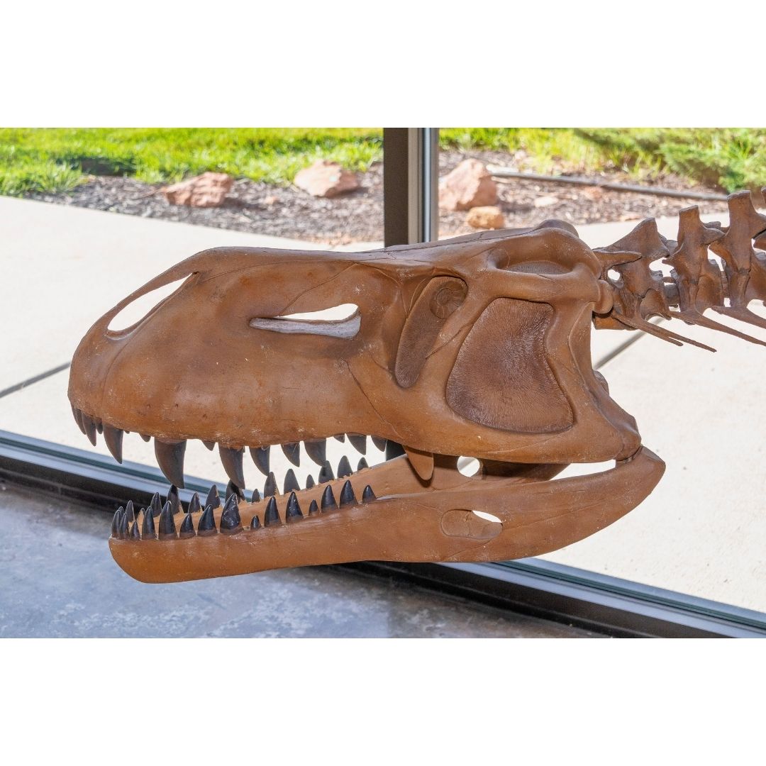 Prestosuchus Skull for Sale by Fossil Crates