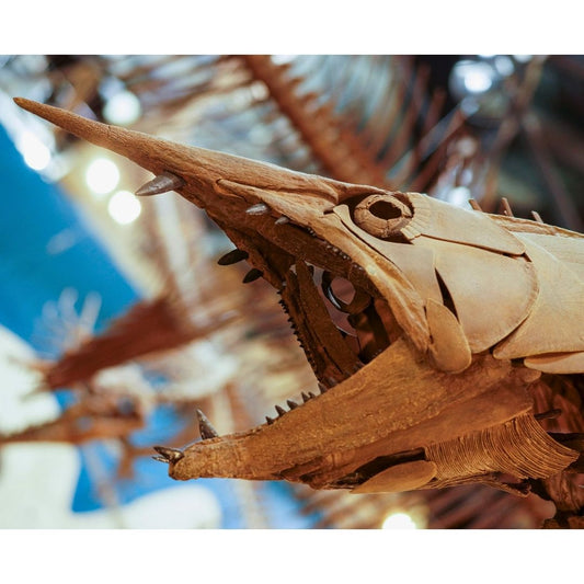 Protosphyraena Skull Cast for sale by Fossil Crates