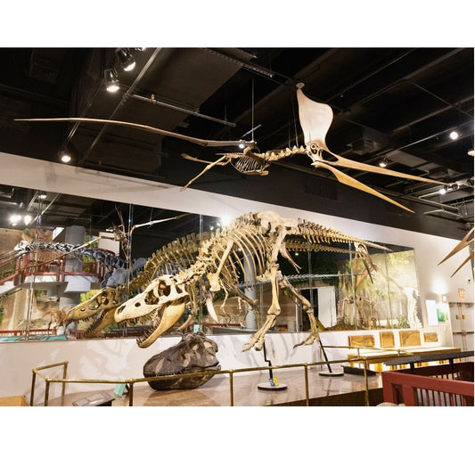 Pteranodon Skeleton Cast for Sale by Fossil Crates