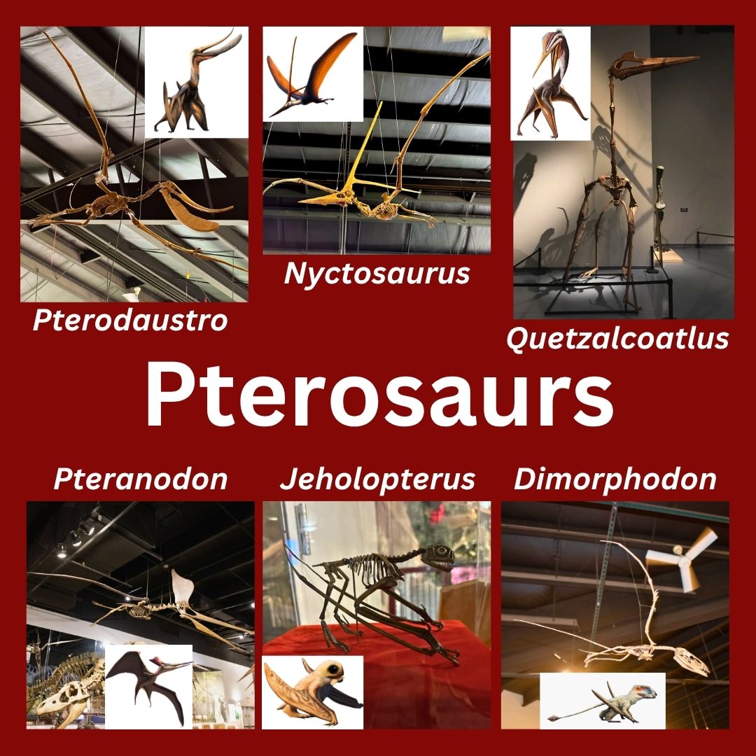 Pterosaurs: PTeeth and PTails Traveling Exhibit