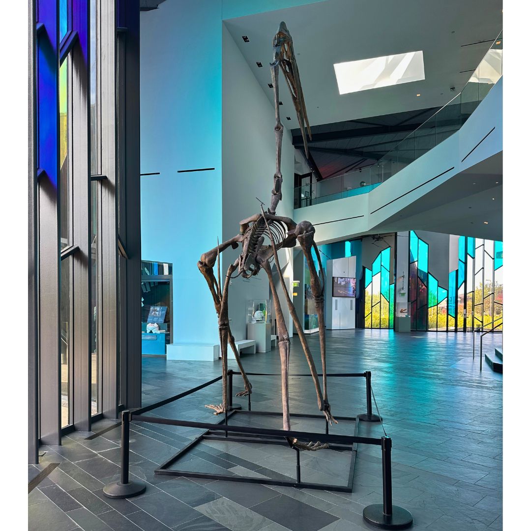 Quetzalcoatlus Skeleton Cast for Sale by Fossil Crates