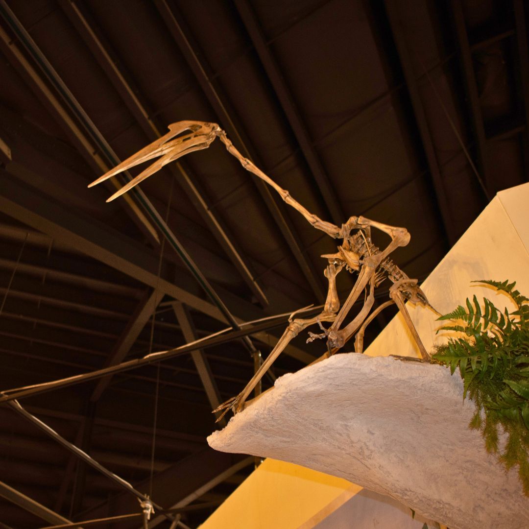 Quetzalcoatlus Small Skeleton Cast for Sale by Fossil Crates