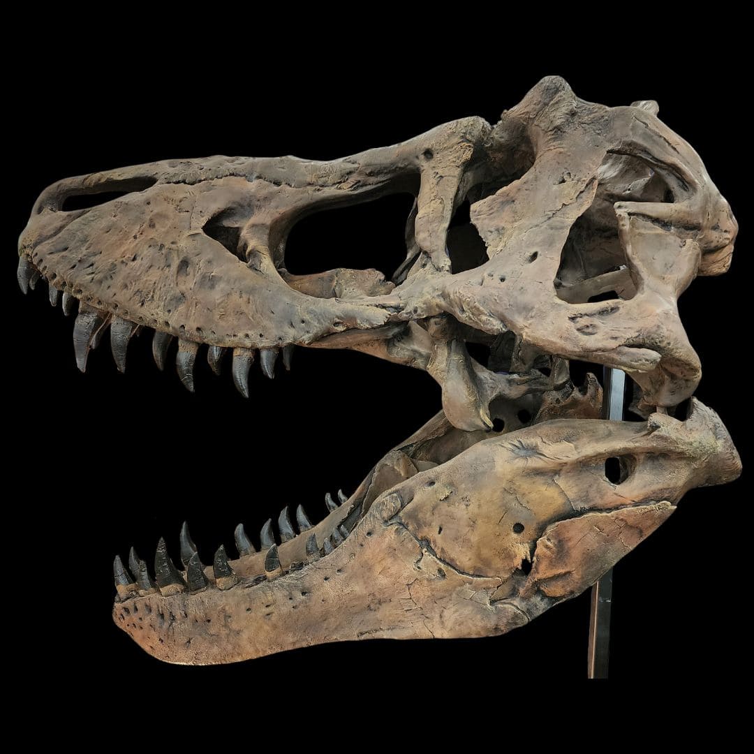 Tyrannosaurus rex, T. rex, Life-Size Skull Cast, for Sale by Fossil Crates