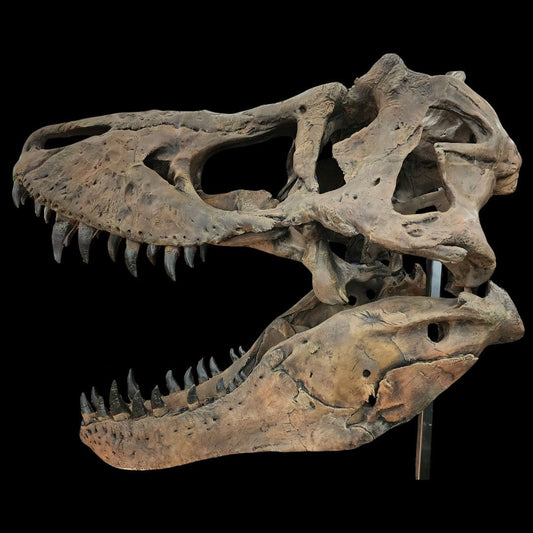 Tyrannosaurus rex, T. rex, Life-Size Skull Cast, for Sale by Fossil Crates