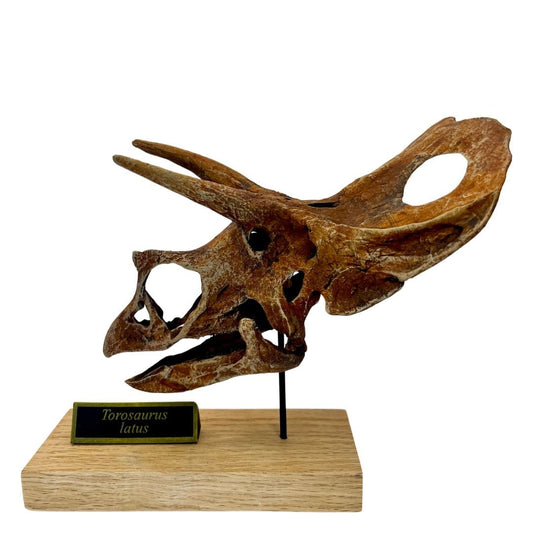 Torosaurus Scaled Skull Left