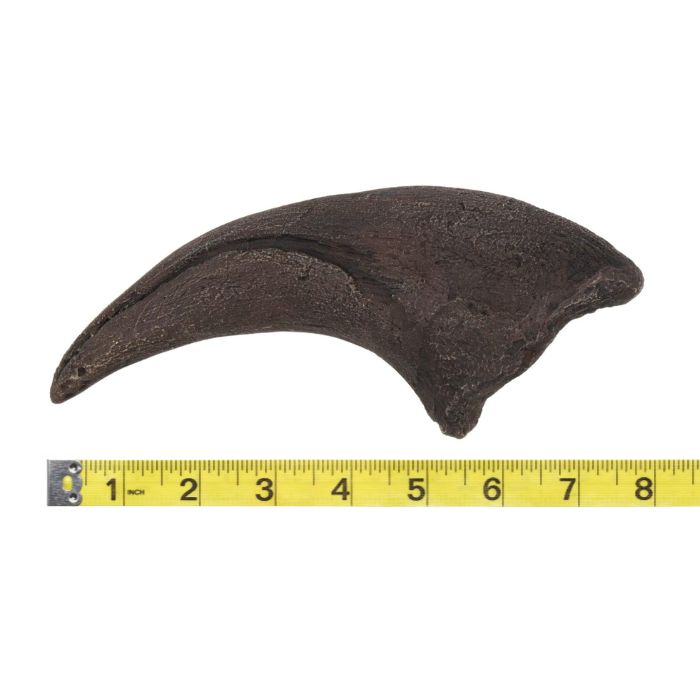 Tyrannosaurus rex Toe Claw Cast. T. rex toe claw cast.