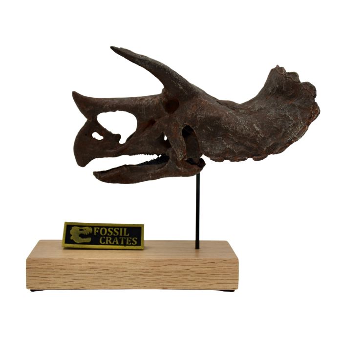 Triceratops Scaled Skull Left Profile