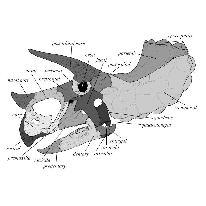 Triceratops Skull Anatomy