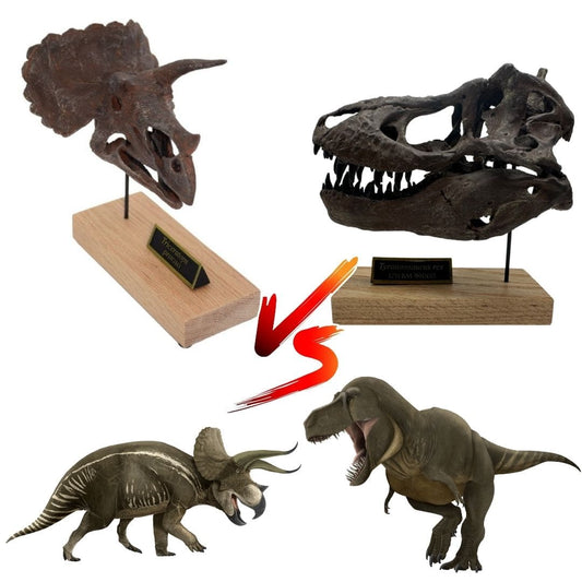 T. rex vs Triceratops Scaled Skulls