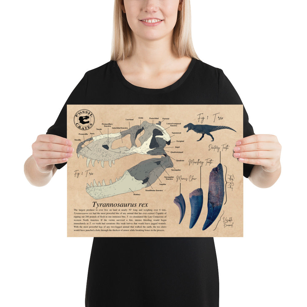 Tyrannosaurus rex skull anatomy poster. T. rex poster.