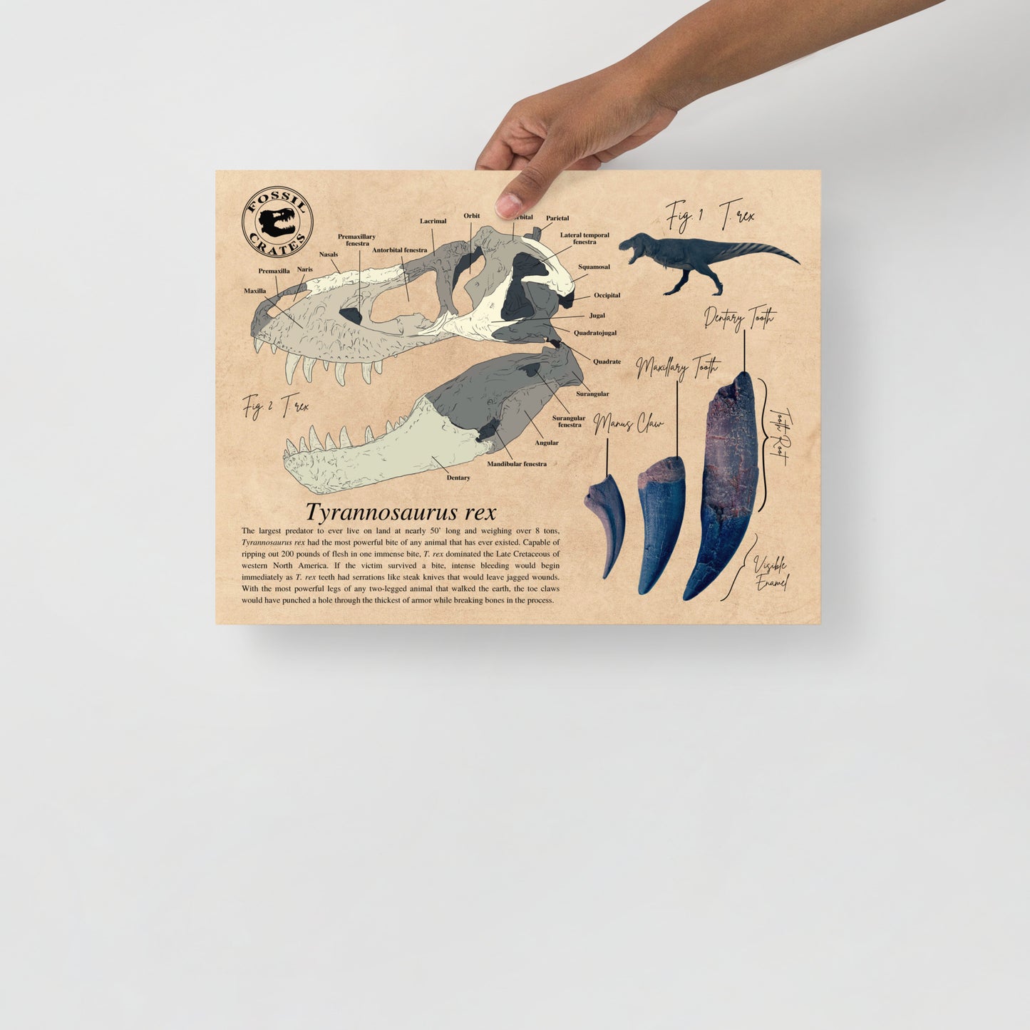 Tyrannosaurus rex skull anatomy poster. T. rex poster.