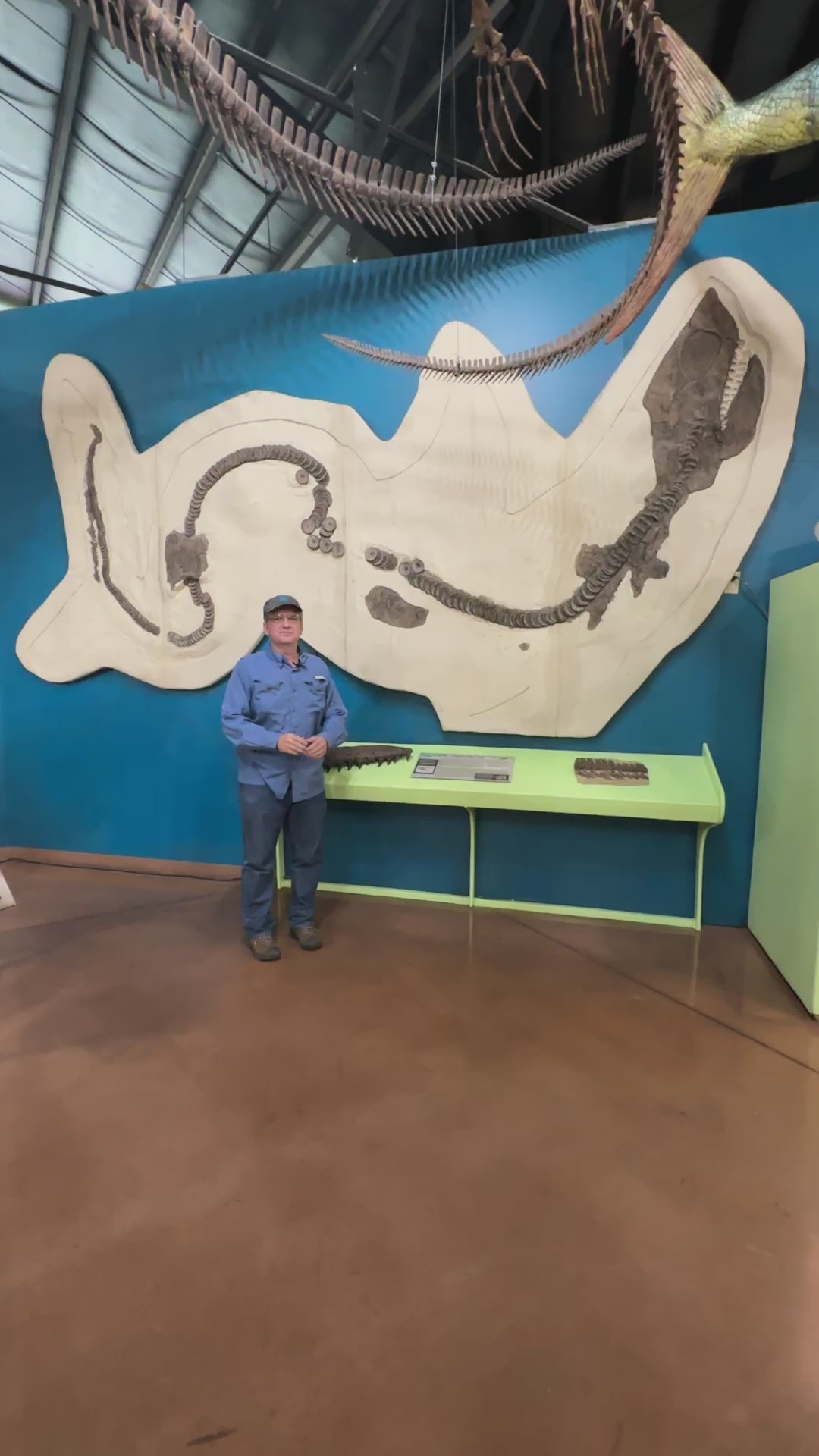 Cretoxyrhina Cast for sale by Fossil Crates