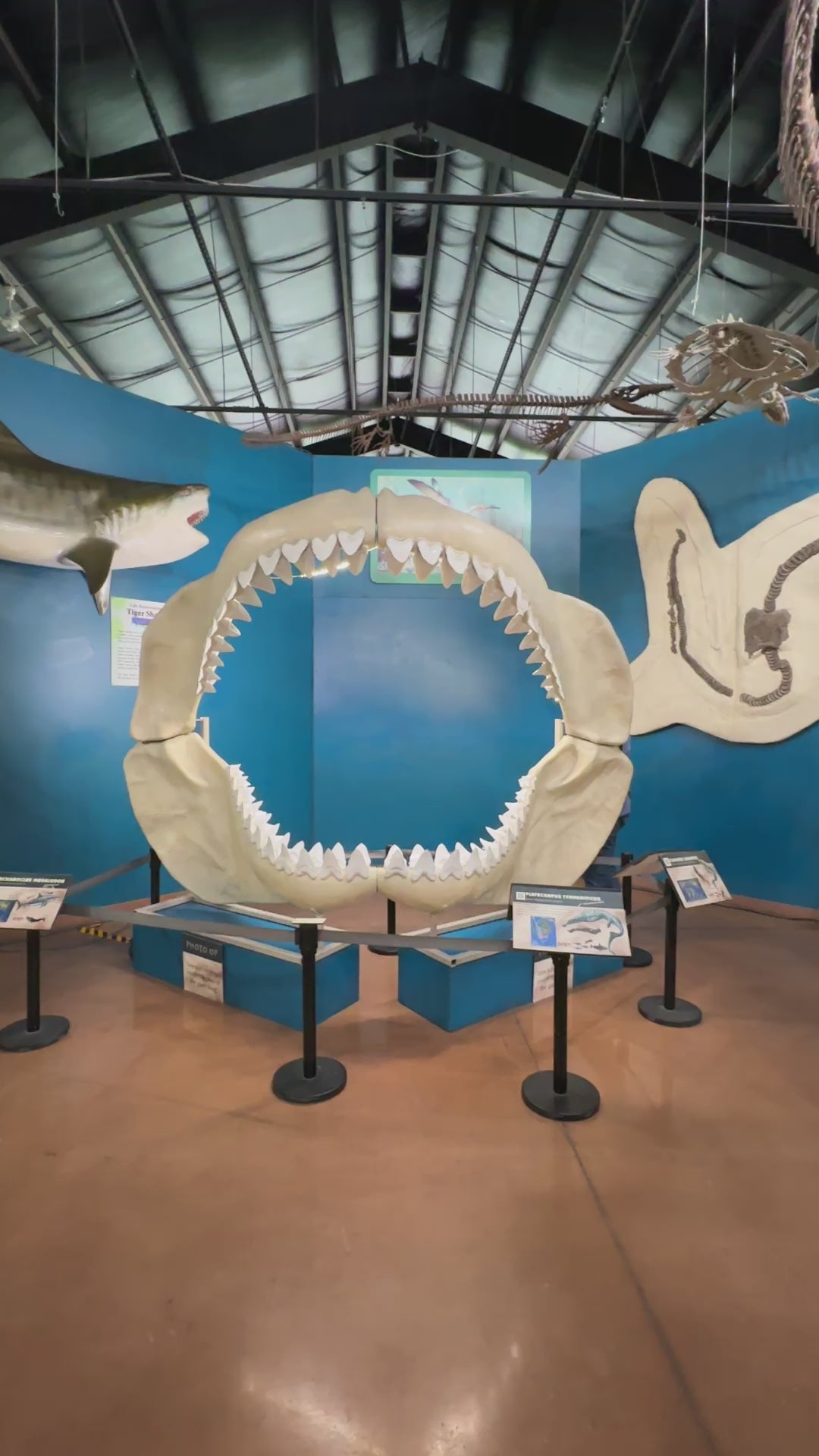 Megalodon Jaw Cast for sale by Fossil Crates