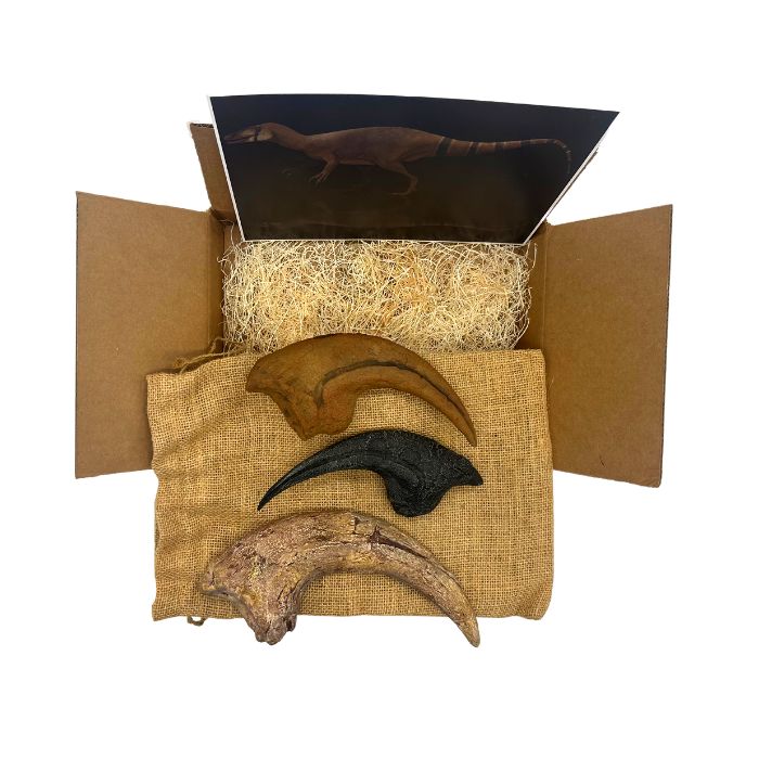 Big Claws Standard Crate: Hand Claw Casts of an as-yet-unnamed Megaraptorid, Torvosaurus & Allosaurus