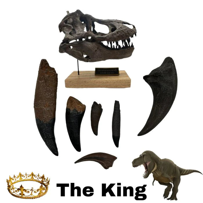 Complete Tyrannosaurus rex: casts of T. rex teeth and claws