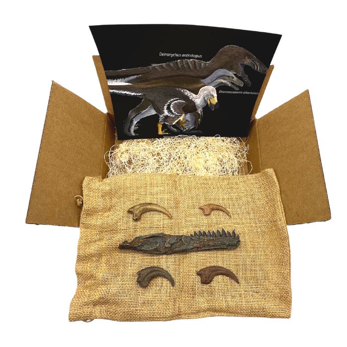Ultimate Raptor Crate Standard: casts of Velociraptor killing claw, Deinonychus killing claw, Dromaeosaurus killing claw, Dromaeosaurus hand claw, Dromaeosaurus dentary