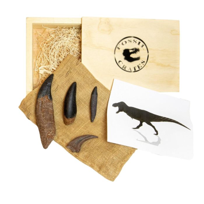 Ultimate Tyrannosaurus rex Wooden: casts of T. rex premaxilla tooth, T. rex maxilla tooth, T. rex lower rooted tooth, T. rex claw