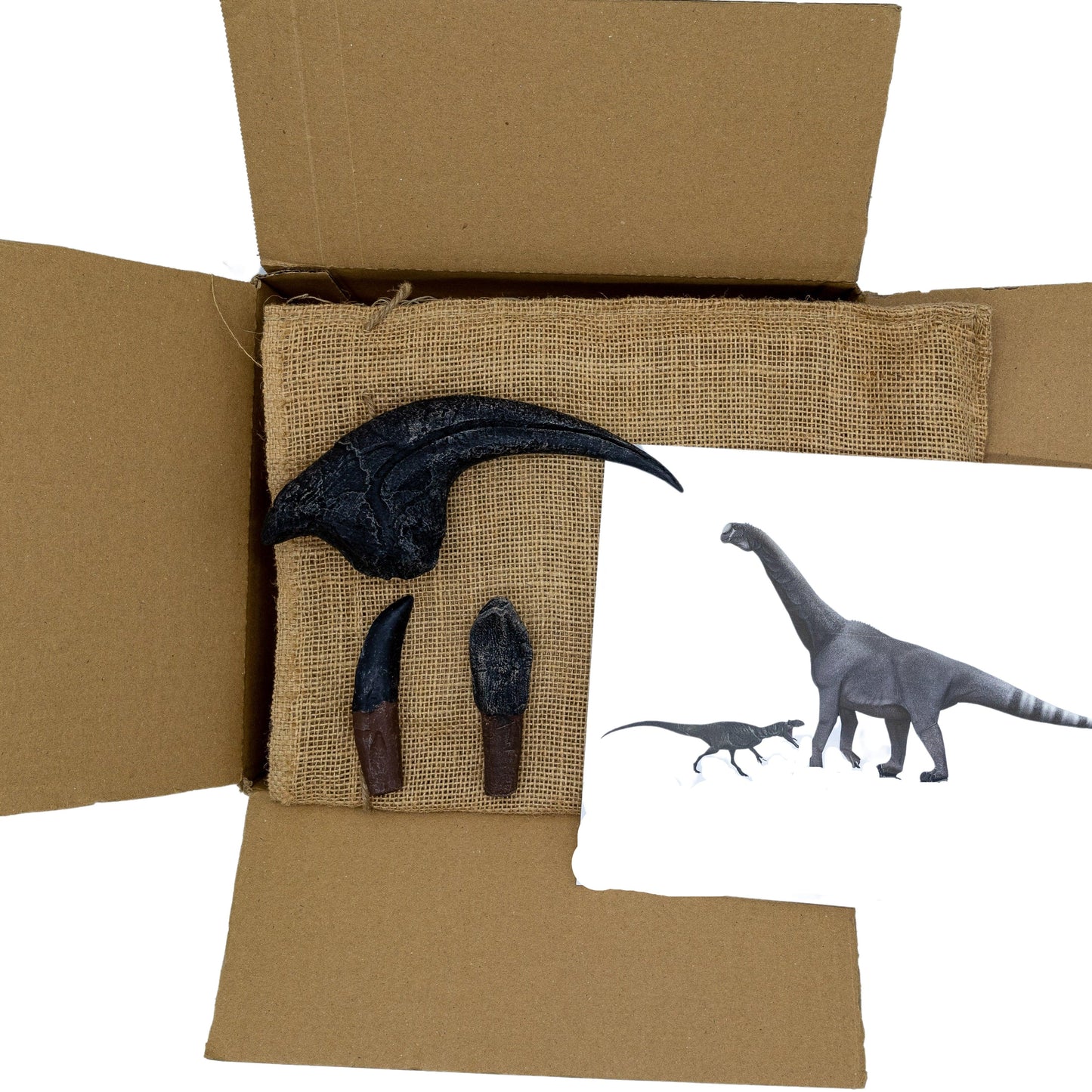 Allosaurus vs Camarasaurus - Jurassic Giants! - Fossil Crates Dinosaur teeth and claw cast