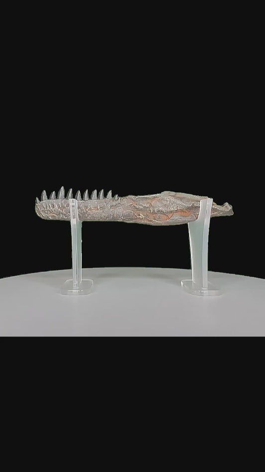 Dromaeosaurus Lower Jaw Cast and Artwork