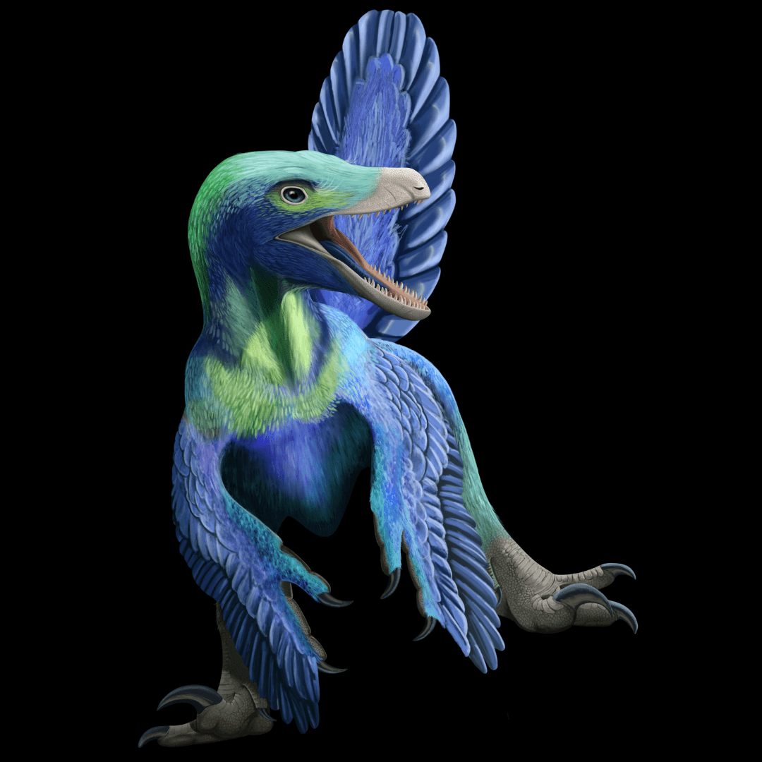 Bladed Beauties Crate - Fossil Crates Dinosaur claw casts
