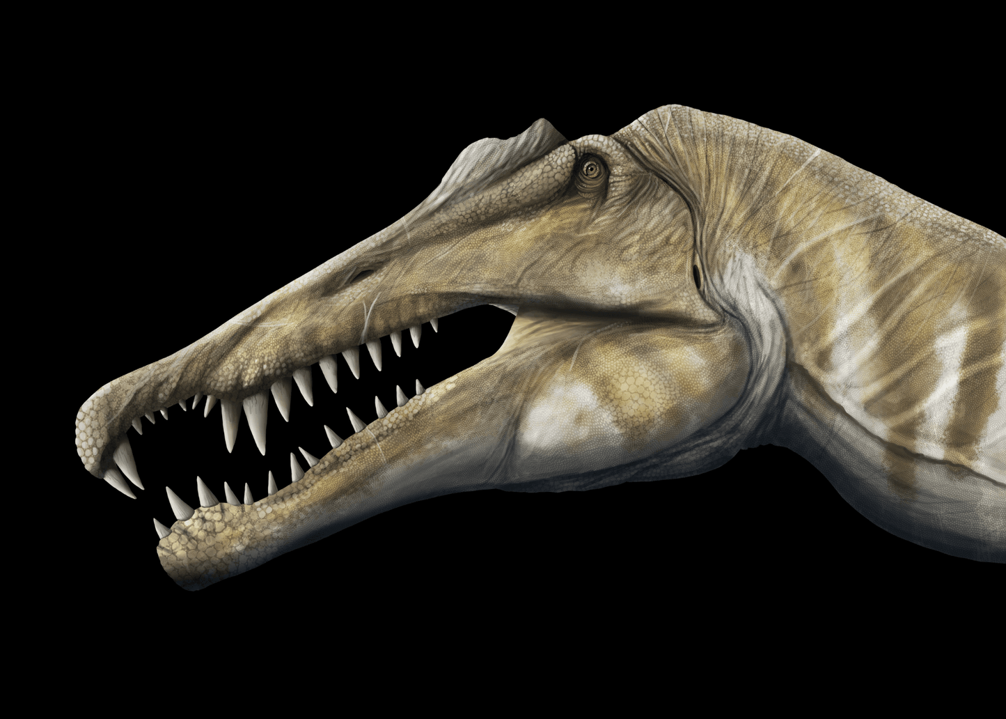 Complete Spinosaurus - Scaled Skull, Tooth & Claw Casts - Fossil Crates Spinosaurus scaled skull and teeth and claw casts