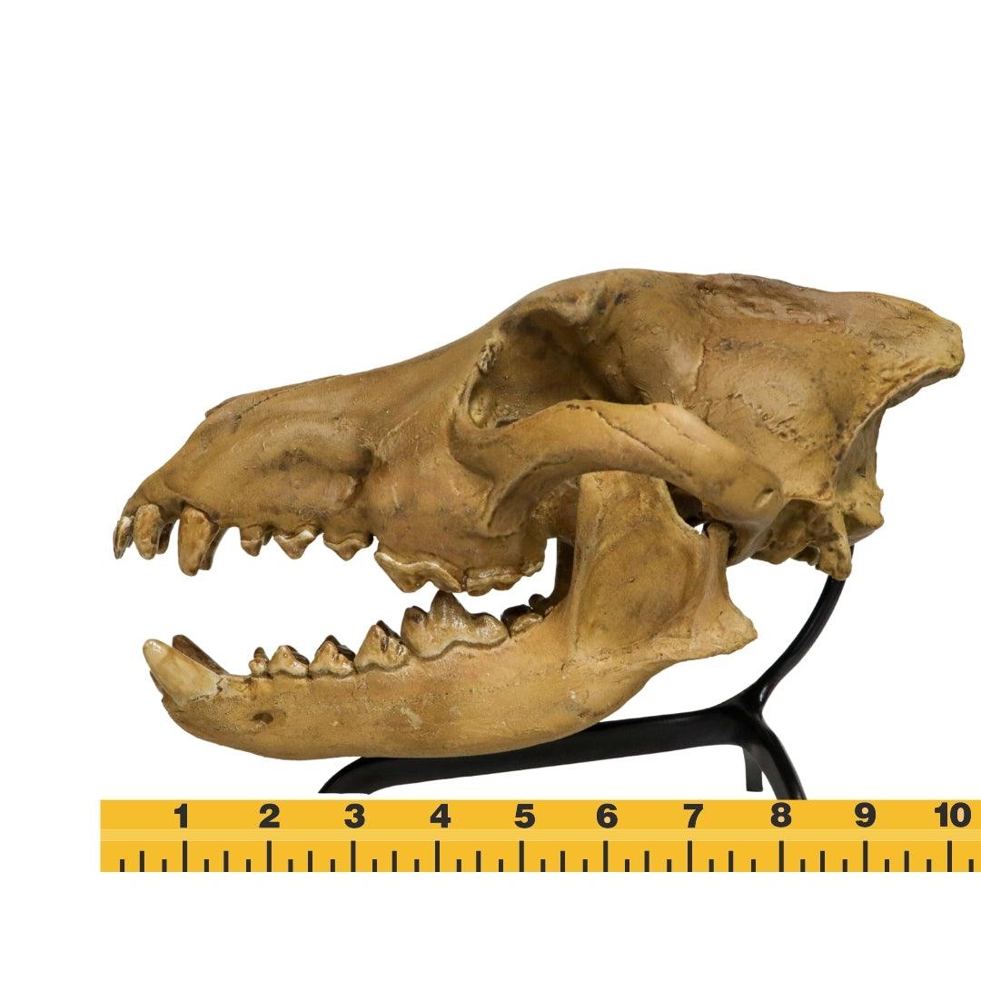 Dire Wolf Skull cast - Fossil Crates Dire Wolf Skull Cast
