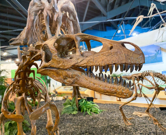 Dromaeosaurus Skull Cast