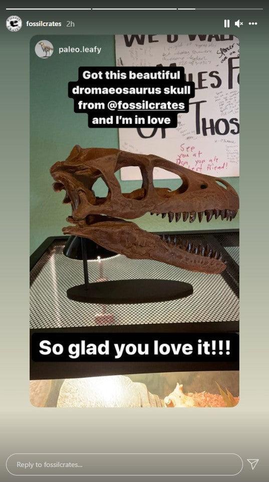 Dromaeosaurus Skull - Fossil Crates Rocks & Fossils