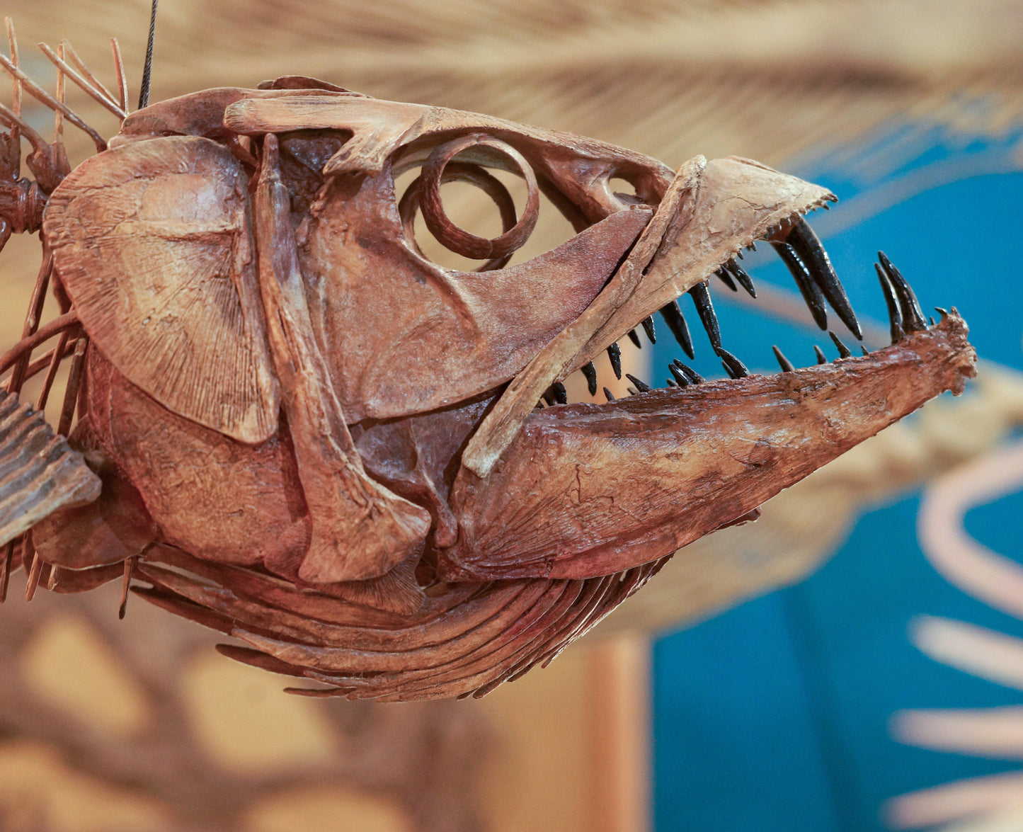 Enchodus Skull Cast: Saber-toothed Fish of the Cretaceous Seas