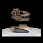 360 view of the T. rex Scaled Skull with an over 5-inch Tyrannosaurus rex tooth cast