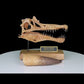 Spinosaurus Scaled Skull with 5-inch Tooth Cast