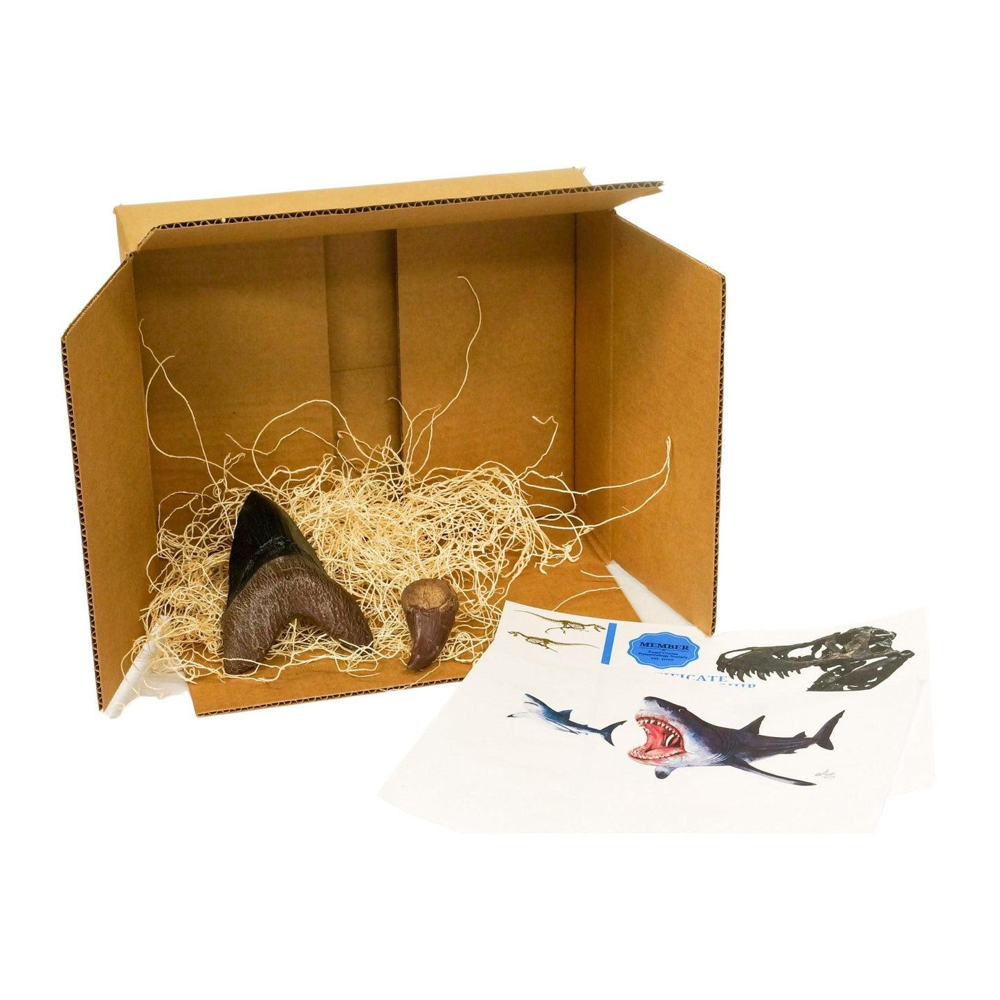 Marine Marauders Crate - Fossil Crates Megalodon tooth cast